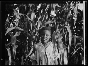 Young boy in the corn Poster - World War Era 
