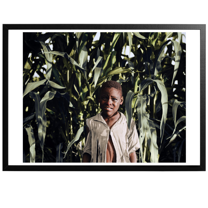 Young boy in the corn Poster - World War Era 
